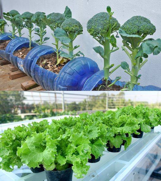 vegetais para cultivar sem muito sol