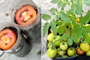 Como plantar tomates