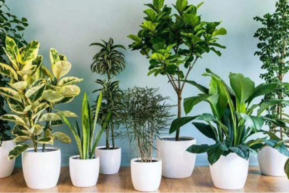 11 Plantas para colocar dentro de casa