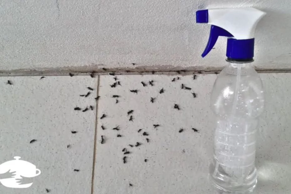 Dica para espantar formiga da cozinha