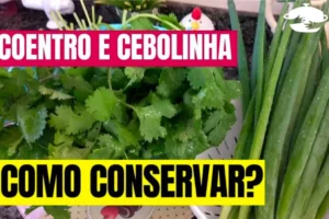 como conservar coentro e cebolinha