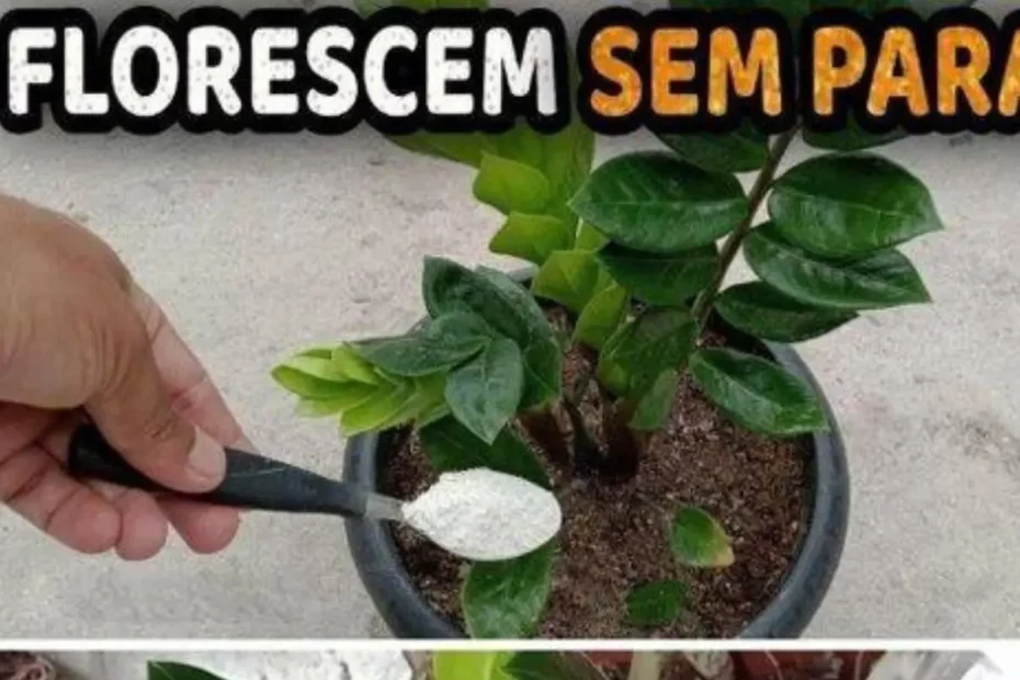 Dicas para fazer planta crescer e florescer