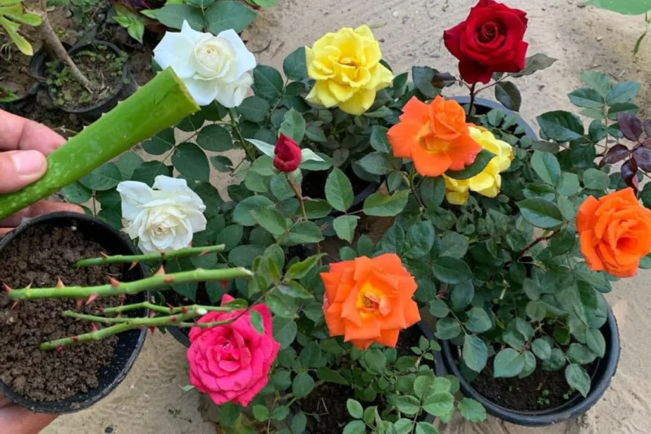 Plantei os galhos das rosas que ganhei de presente e hoje tenho uma roseira linda no meu jardim