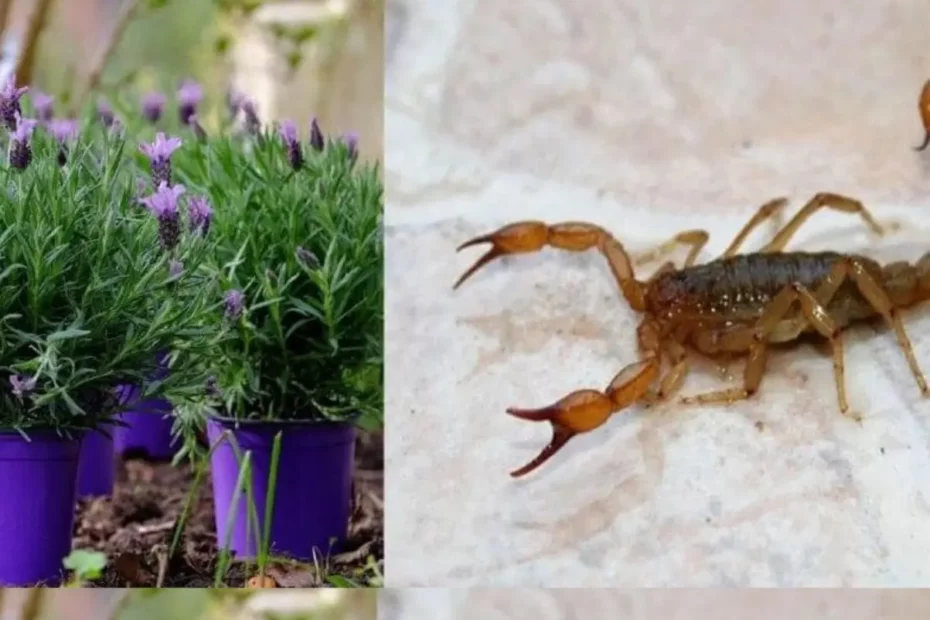 Plantas que mantêm