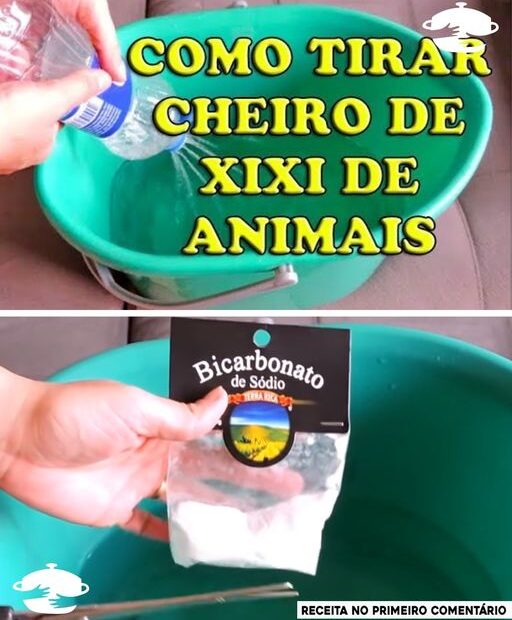 Como tirar o cheiro de urina de animais