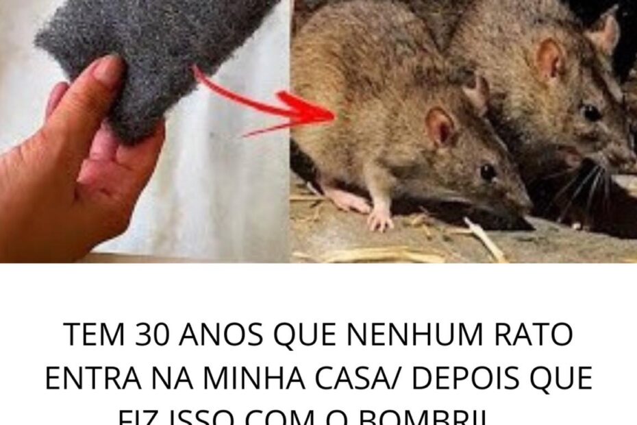 Tem 30 anos que nenhum rato aparece