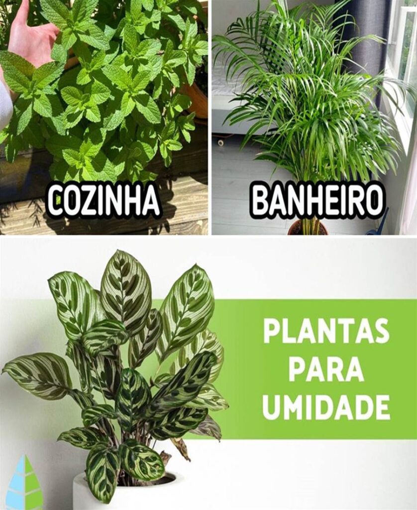 8 Plantas que absorvem umidade