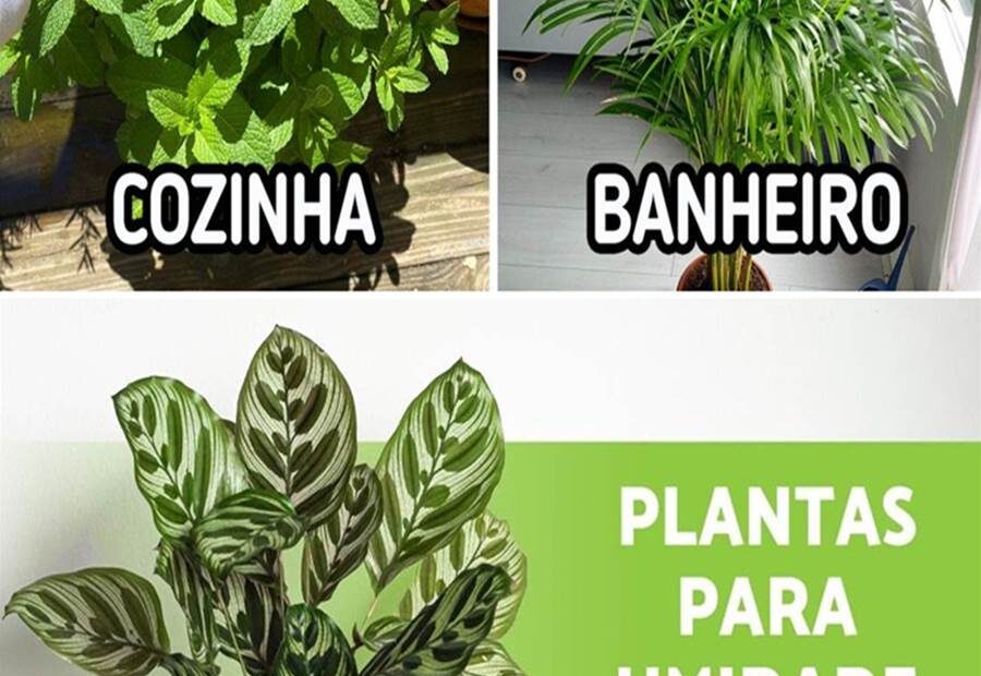 8 Plantas que absorvem umidade