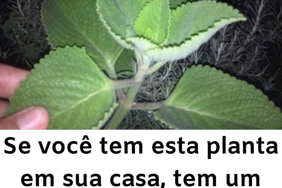 Boldo e você tem esta planta