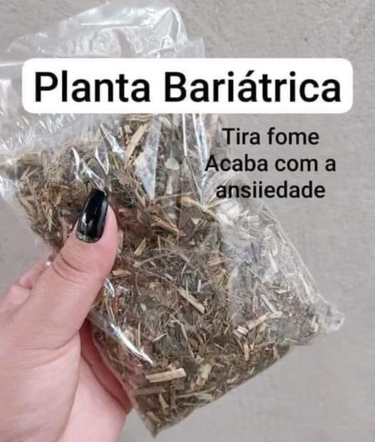 Planta bariátrica chá para emagrecer