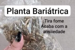 Planta bariátrica