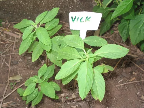 Benefícios da planta vick