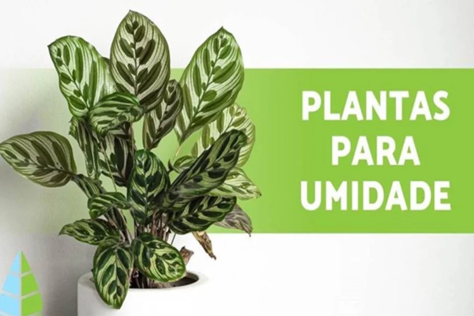 plantas que absorvem umidade