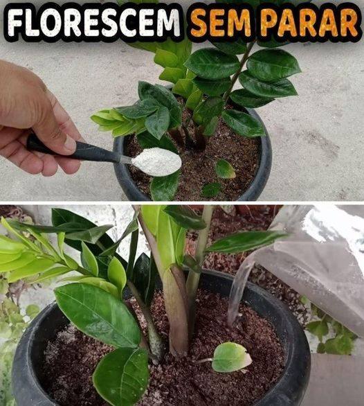 Florescer sem parar