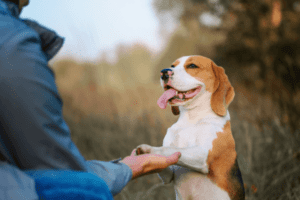 As melhores dicas de treinamento de cães de especialistas: como obter resultados rápidos