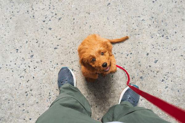 Como treinar um filhote: o guia definitivo para novos pais de cães