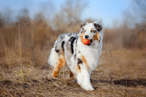 African Wild Dog